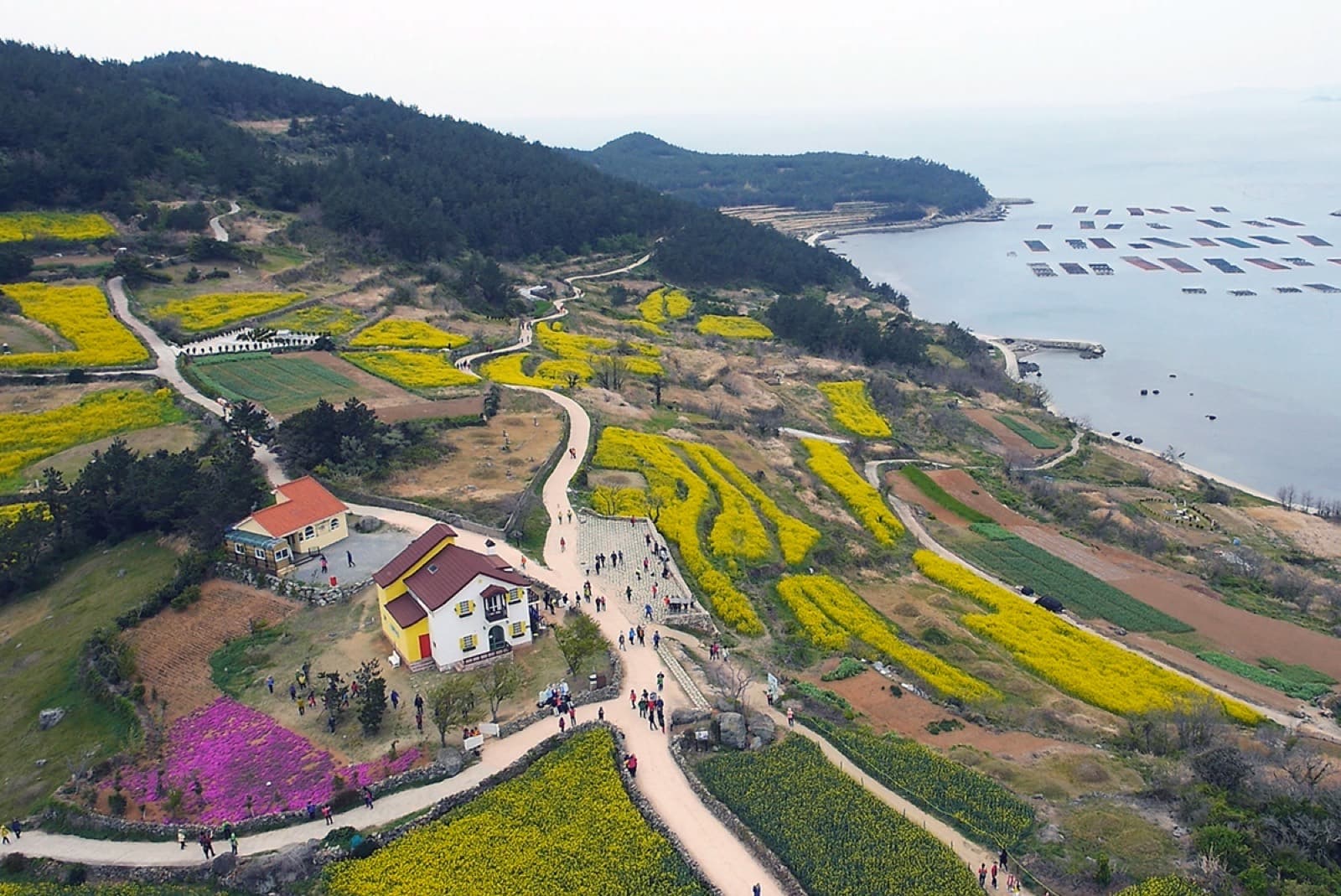 청산도 슬로길 주변으로 유채밭과 돌담이 이어지는 봄 풍경